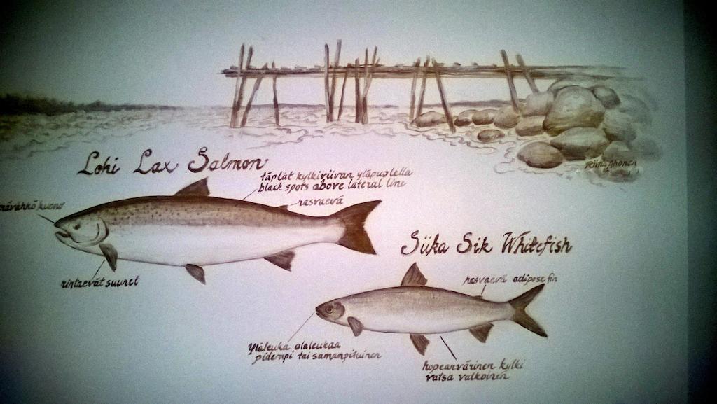 Kukkolankoski - Vierastalot Kukkola (Lapland)